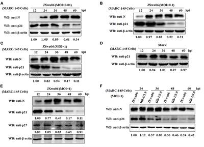 PRRSV Promotes MARC-145 Cells Entry Into S Phase of the Cell Cycle to Facilitate Viral Replication via Degradation of p21 by nsp11